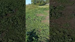 Гноятся//Слезятся//Болезнь глаз у индюков