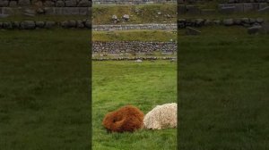 Альпаки в Саксайуаман (Sacsayhuaman), Перу