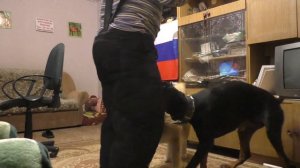 Доберман Кассиус и Акита-ину Айрон. Игры в защиту