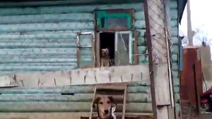 Приют для собак г Павлово...