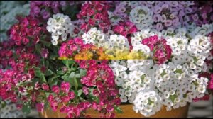 КАКИЕ ЦВЕТЫ ПОСАДИТЬ С ФЛОРИБУНДАМИ