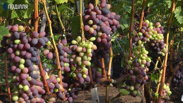 200 сортів винограду вирощує Роман Єфименко у селі Лисогірка Летичівського району смотреть онлайн