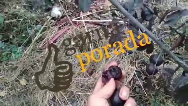 Алыча Лыхны - плодоношение с июля по октябрь ( включительно) смотреть онлайн