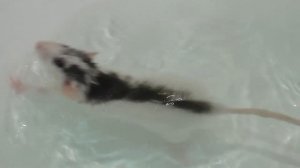 Плавающая крыса