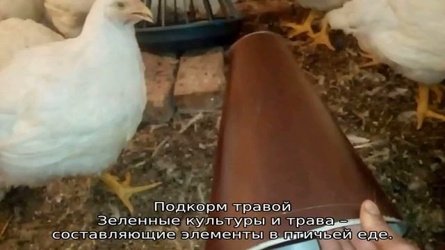 Сколько растут бройлеры до забоя