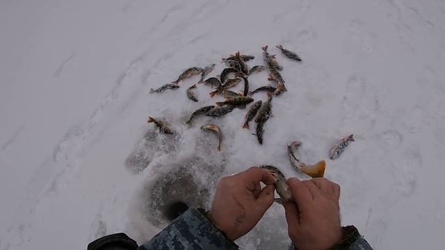 СКАЗОЧНАЯ РЫБАЛКА \ ОКУНЬ как из БОЧКИ \ СУПЕРКЛЁВ \ Часть 2  \ Попали на ЖОР полосатых \ 07.12.20