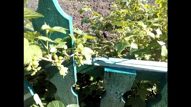 мои новые многолетники смотреть онлайн