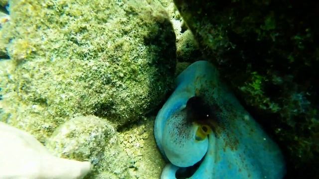 Octopus Море подводный мир, Осьминог смотреть онлайн