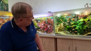 #01 Про разведение лялиусов  / Аквариумистика с Геннадием Посейдонычем