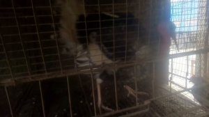 Брачный период у индюков