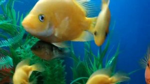 Цитроновая цихлазома, Лабиатум в аквариуме