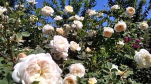 Английская роза Crocus Rose. Размышления об уходе за розами.