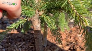 Обзор новых хвойных для сада. С названиями Ч.1 Ели
