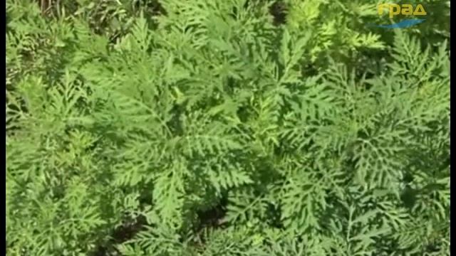 Осторожно - цветет амброзия! смотреть онлайн