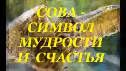 СОВЫ. СОВА - СИМВОЛ МУДРОСТИ И СЧАСТЬЯ. СМЕШНЫЕ И МИЛЫЕ СОВЫ