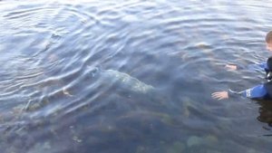 малыш нерпы остров уруп