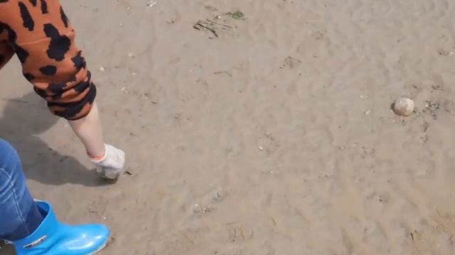 【English sub】小章赶海遇到名贵石斑鱼，还有遍地的八爪鱼，久违的爆桶要来了【赶海小章】 смотреть онлайн