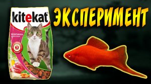 РЕАКЦИЯ АКВАРИУМНЫХ РЫБОК НА КОШАЧИЙ КОРМ!