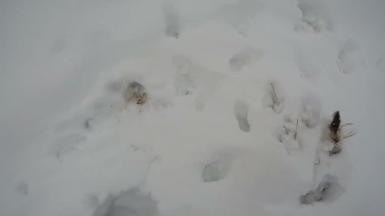 Первые признаки болезни лисы. смотреть онлайн