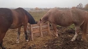 Зависимость конкурентной агрессии  у лошадей от уровня их сытости.