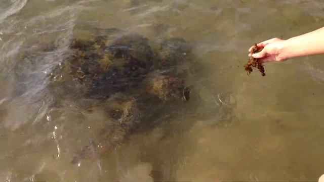 Sri Lanka Юля ловит черепах смотреть онлайн