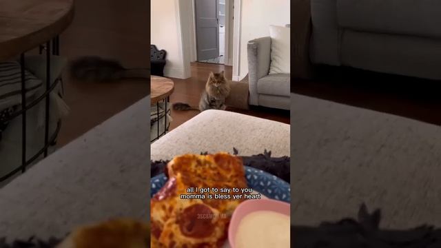 Kitty Soap Opera: Chapter 61... The Sass Mouth, Alcoholic, Catnip Dealer, and Pentecostal Kitties. смотреть онлайн