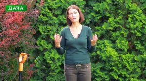 ХОСТЫ - разновидности, посадка, уход и размножение