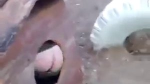 злая собака мотя! армейский прикол