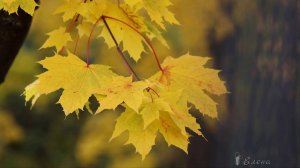 Осень*   Вечереет