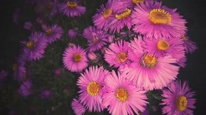 Хризантема. Чудесная малиновая Ромашка. Красивые Хризантемы