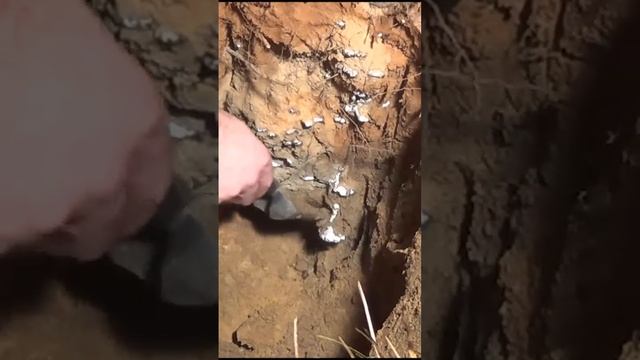 Casting a Fire Ant Colony with Molten Aluminum (Cast #043) #shorts