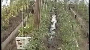 Полив помидоров