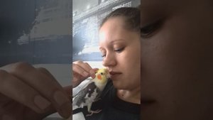 Попугай корелла поет песню "убить Билла "