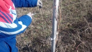 Обрезка 3х летних саженцев яблонь