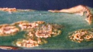 Болезни и вредители спаржи