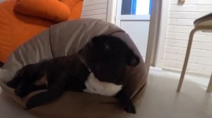 Французский бульдог  отказывается от еды