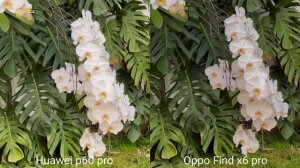 Huawei p60 pro vs Oppo Find x6 pro camera test Comparison