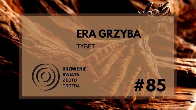 #85 - O Tybecie, grzybach i dużych pieniądzach (gościni: dr Emilia Sułek) смотреть онлайн