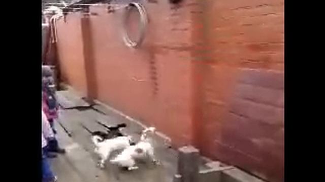 Летающие Джек Расселы.wmv смотреть онлайн