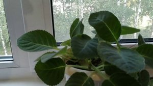 Глоксиния отцвела и готовится к отдыху. Это сделать необходимо!