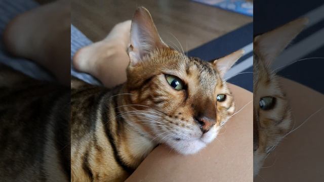 бенгальский кот