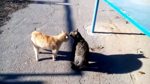 Коты матерятся