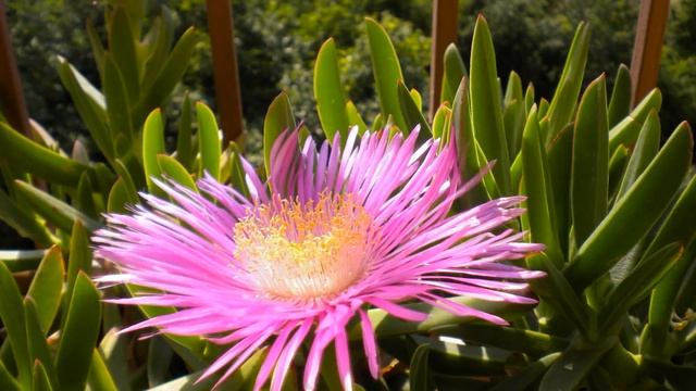 Time Lapse - Carpobrotus смотреть онлайн