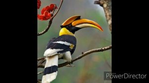 САМЫЕ НЕОБЫЧНЫЕ И КРАСИВЫЕ ПТИЦЫ ВО ВСЁМ МИРЕ. САМЫЕ НЕОБЫЧНЫЕ ПТИЦЫ ПЛАНЕТЫ. ПОДБОРКА ФОТОГРАФИЙ.