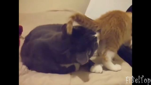 Смешные забавные животные коты собаки самые прикольные видео смотреть онлайн