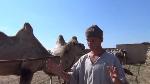 Видео для детей. Царство верблюдов. Videos for children. Kingdom of camels.