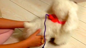 Собака на поводке