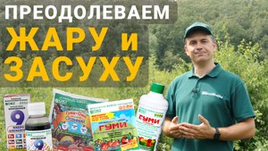 Жара в огороде. Полезные советы дачника