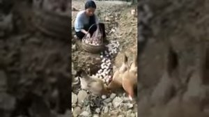 ВОТ ЧТО ТАКОЕ ПТИЦЕ ФЕРМА !!! РАЗБОГАТЕЛА НА ЯЙЦАХ БИЗНЕС НА ДАЧЕ ХЕ-ХЕ