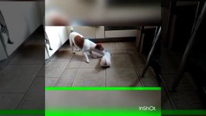 Милые щеночки Джек Рассела??